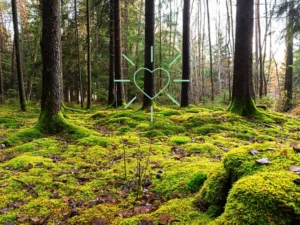Färnebo folkhögskola- distanskurs- naturnära skogsbruk och mångbruk i skogen