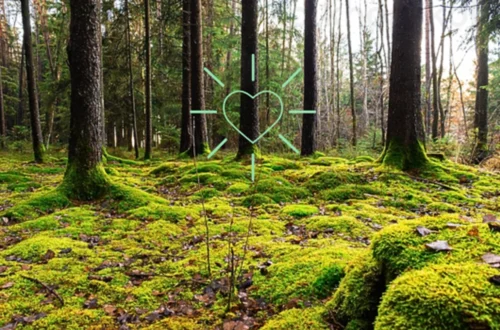 Färnebo folkhögskola- distanskurs- naturnära skogsbruk och mångbruk i skogen