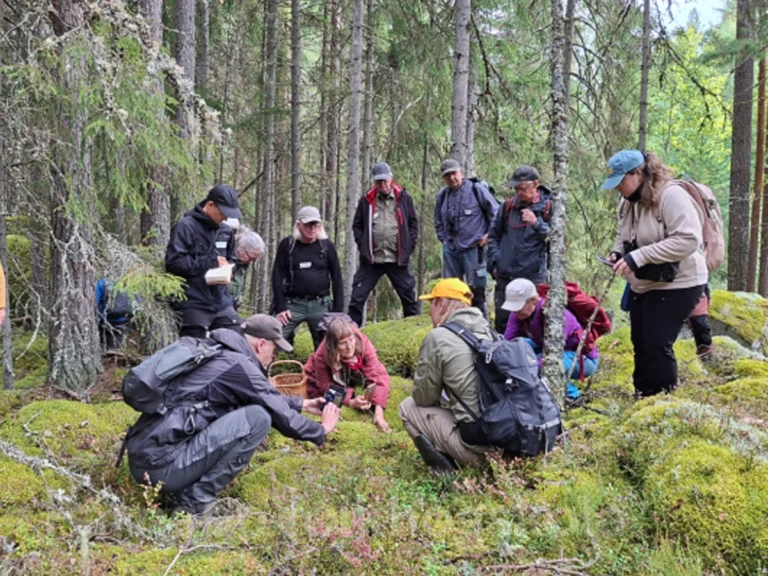 Färnebo folkhögskola- distanskurs- Skogen miljö, makt och motstånd